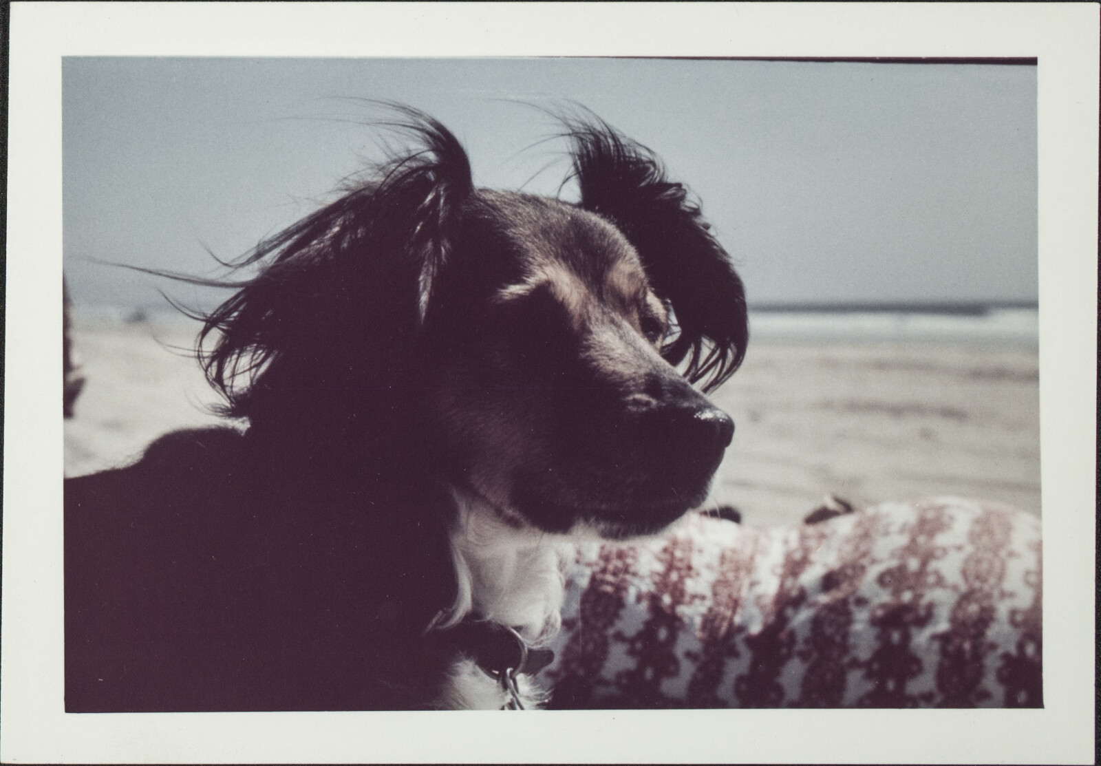 Berkeley, Southern California, and Santa Cruz Island Family Photographs
