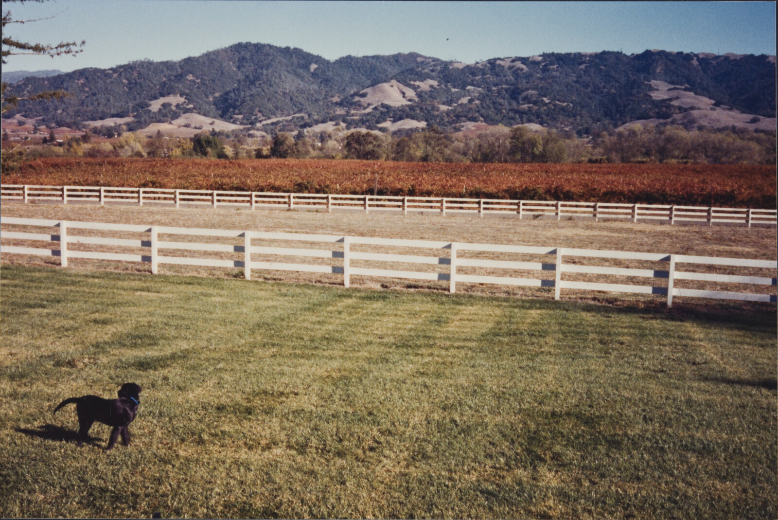 Healdsburg Family Photographs