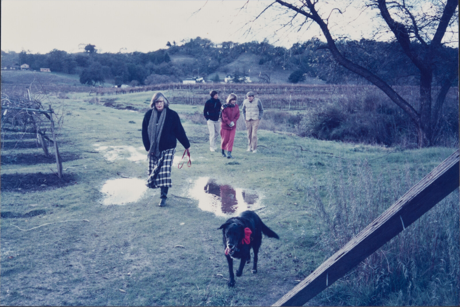 Healdsburg Family Photographs