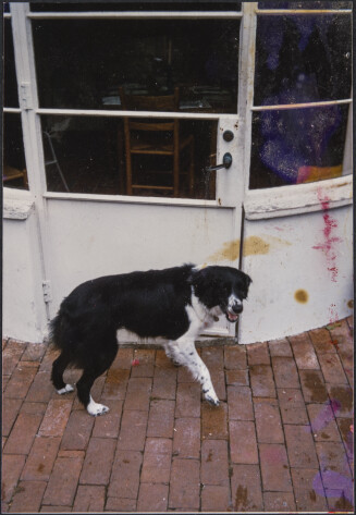 Diebenkorn Dog Photographs