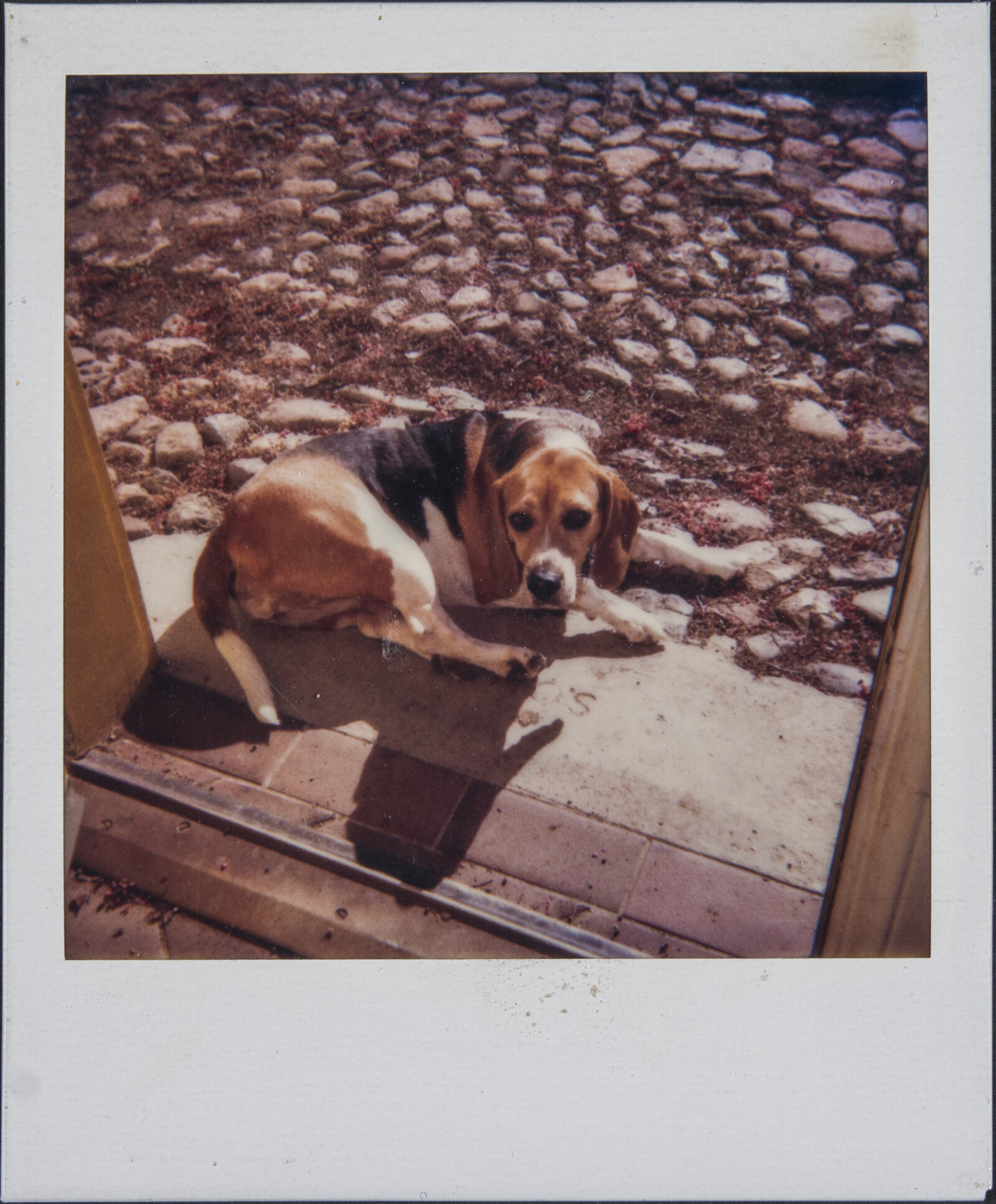Diebenkorn Dog Photographs