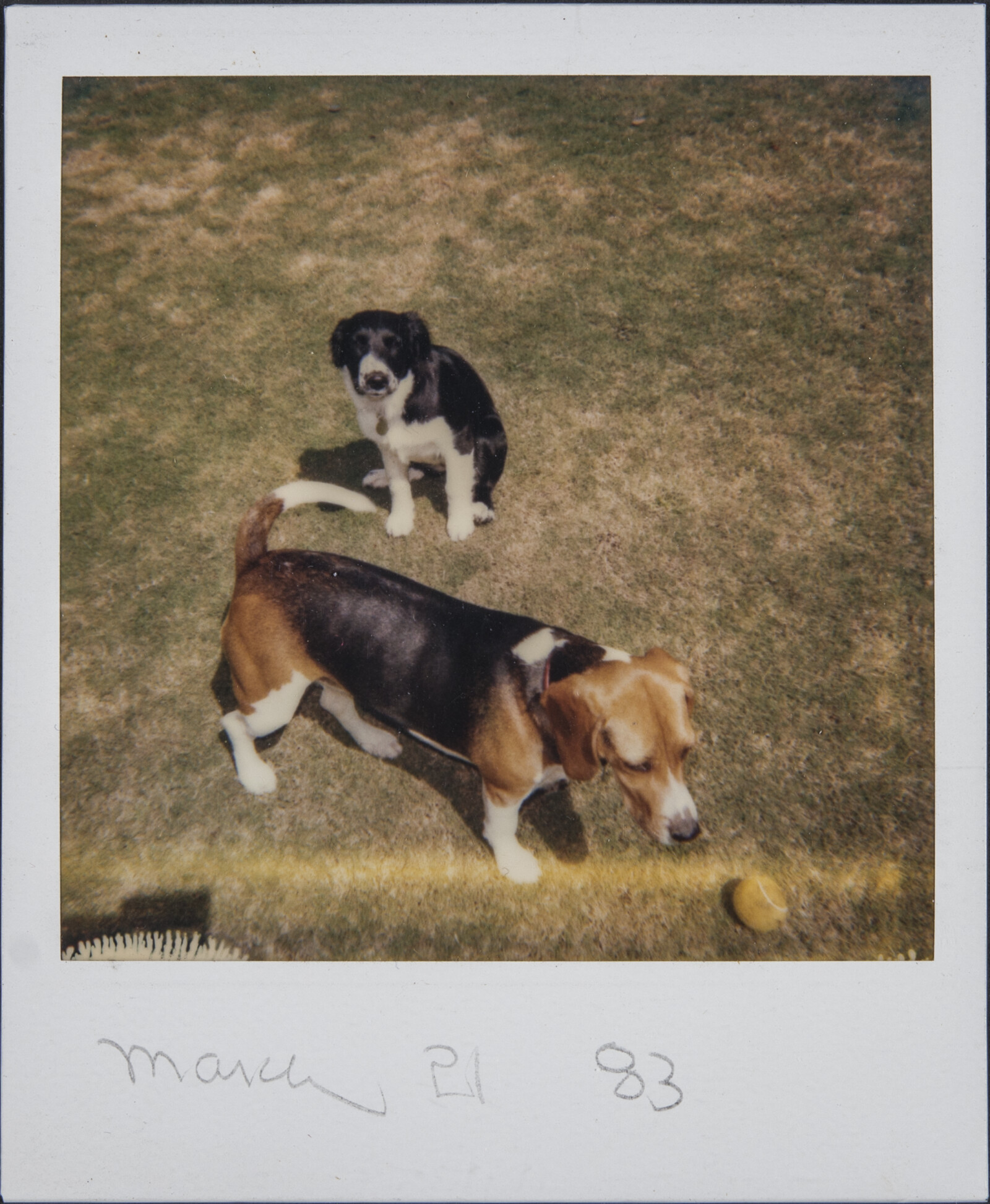 Diebenkorn Dog Photographs