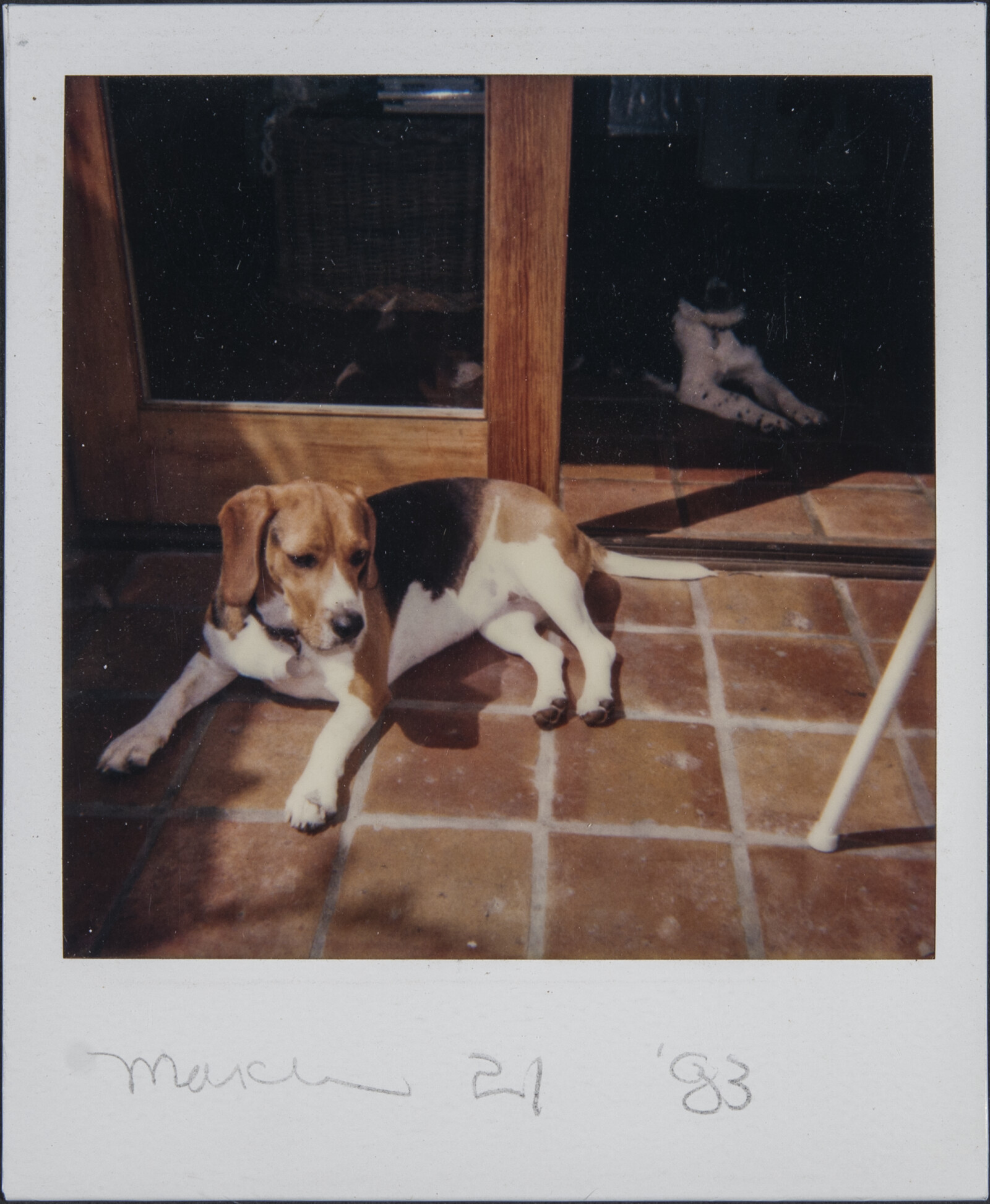Diebenkorn Dog Photographs