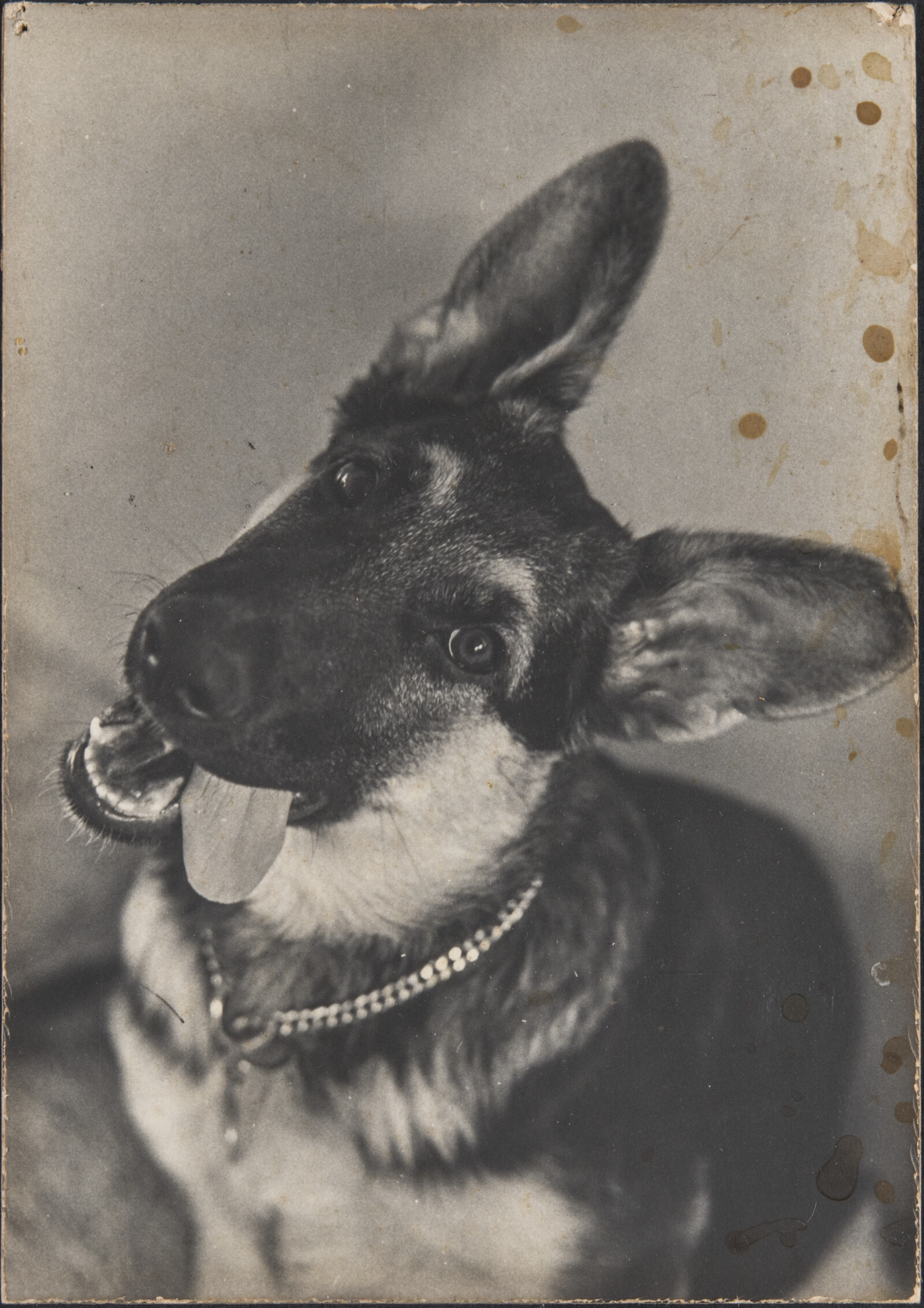 Diebenkorn Dog Photographs