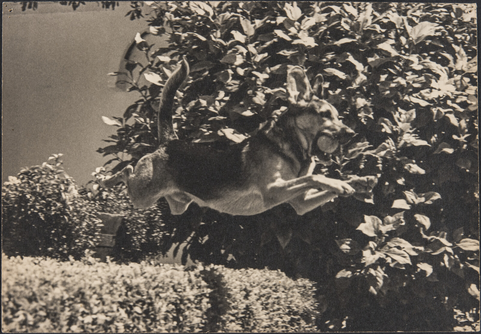 Diebenkorn Dog Photographs