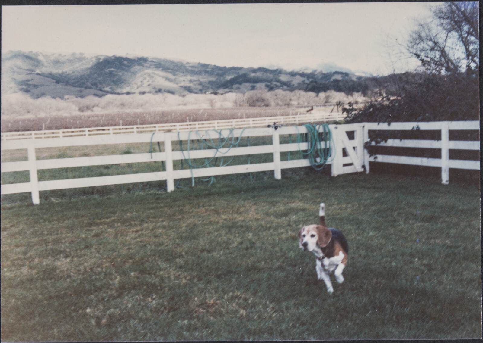 Diebenkorn Dog Photographs
