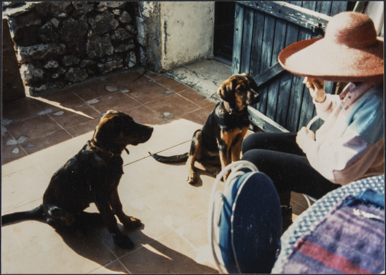 Diebenkorn Dog Photographs