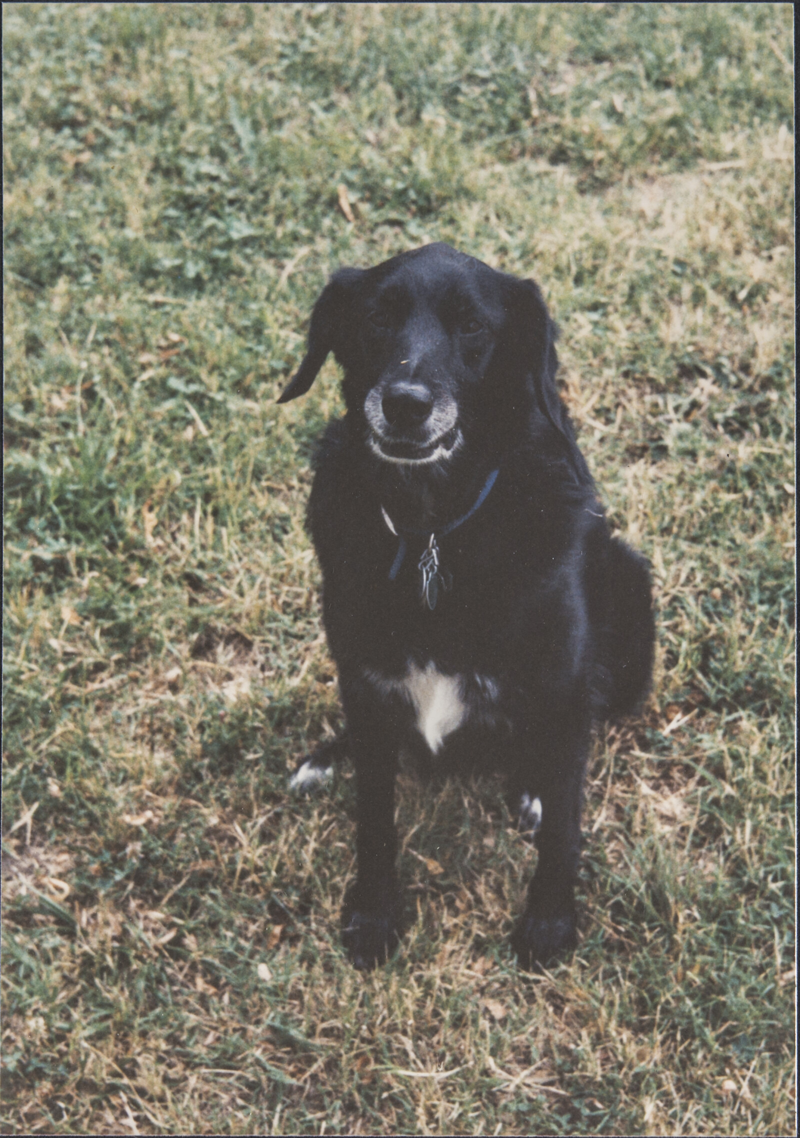 Diebenkorn Dog Photographs