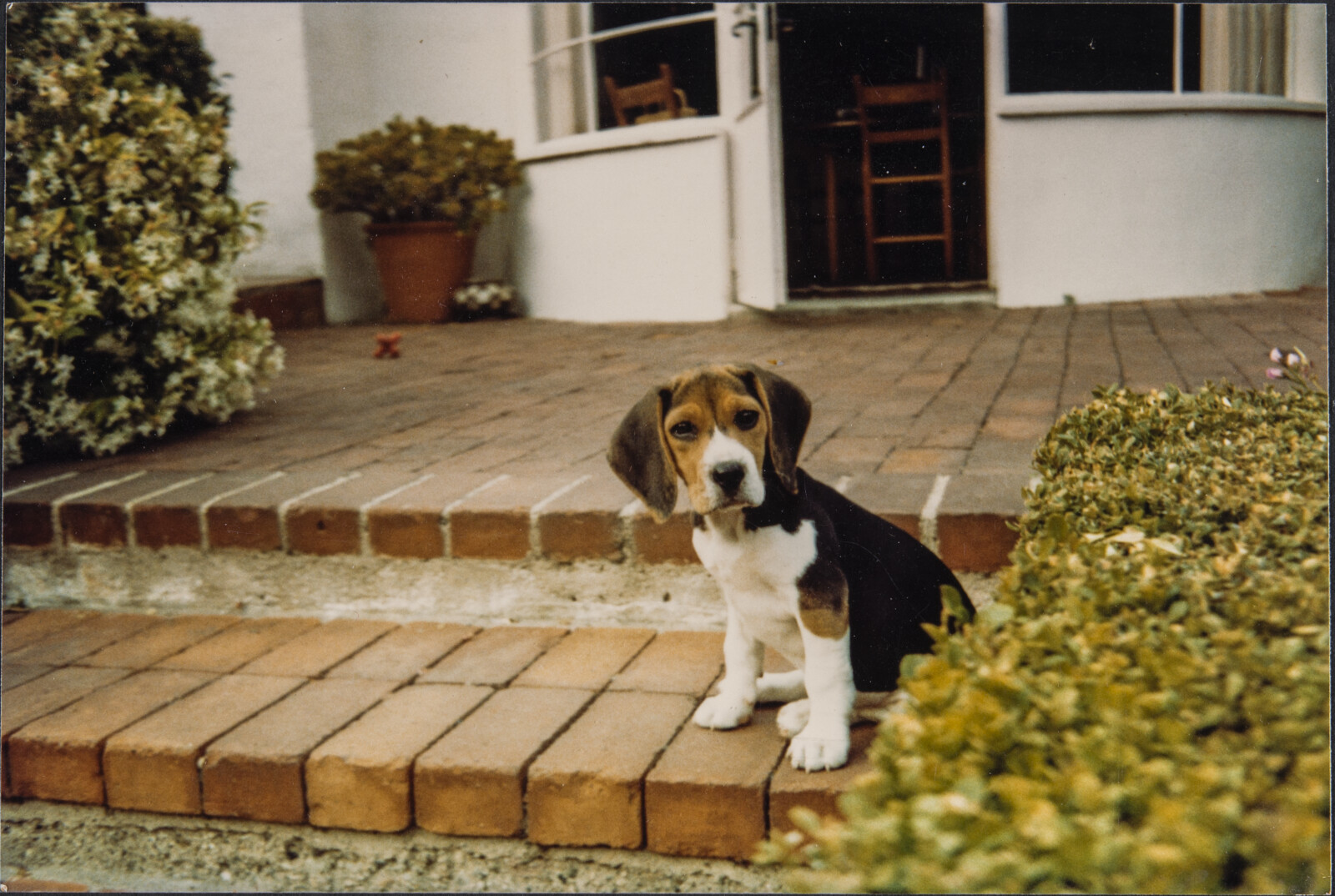 Diebenkorn Dog Photographs