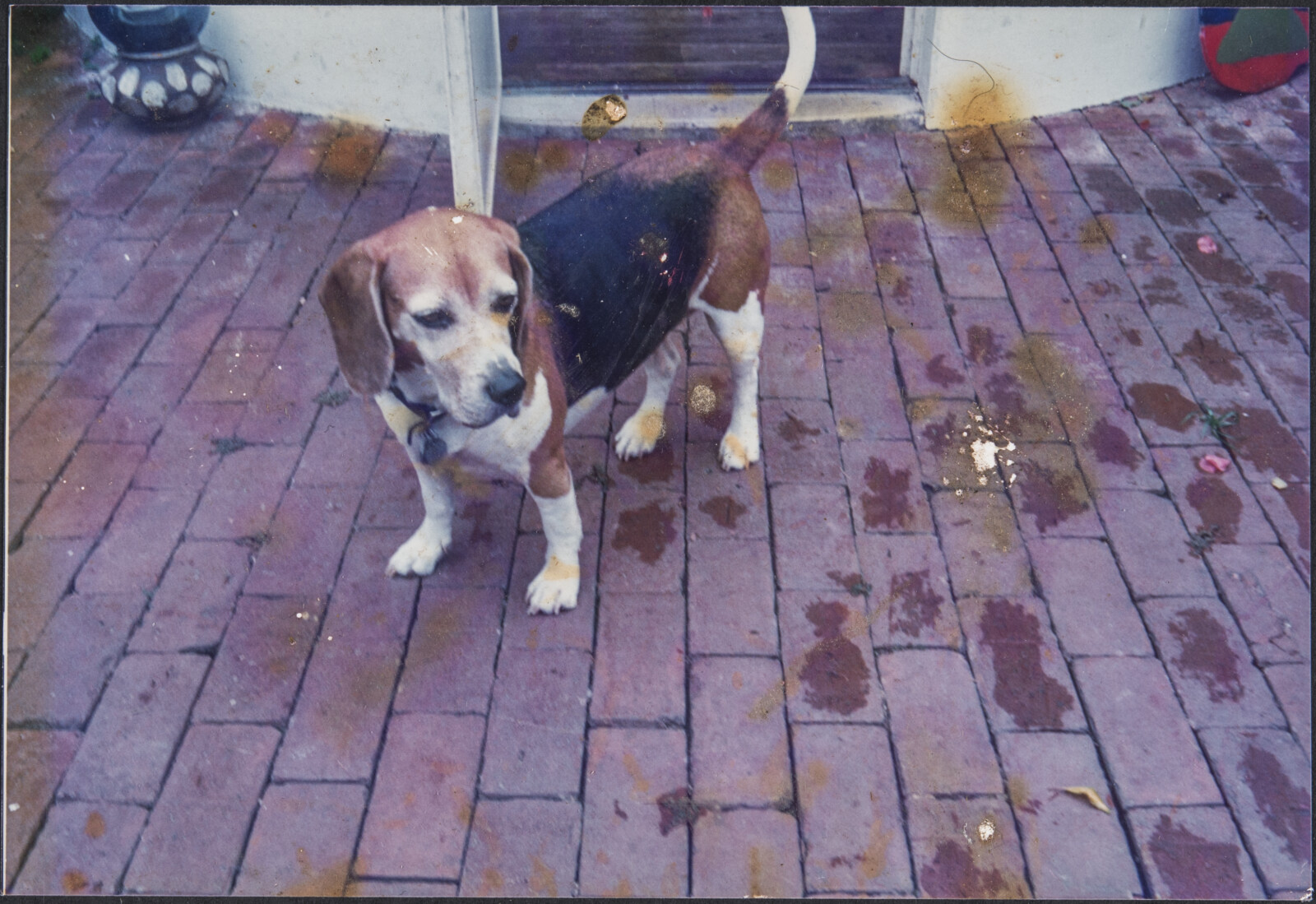 Diebenkorn Dog Photographs