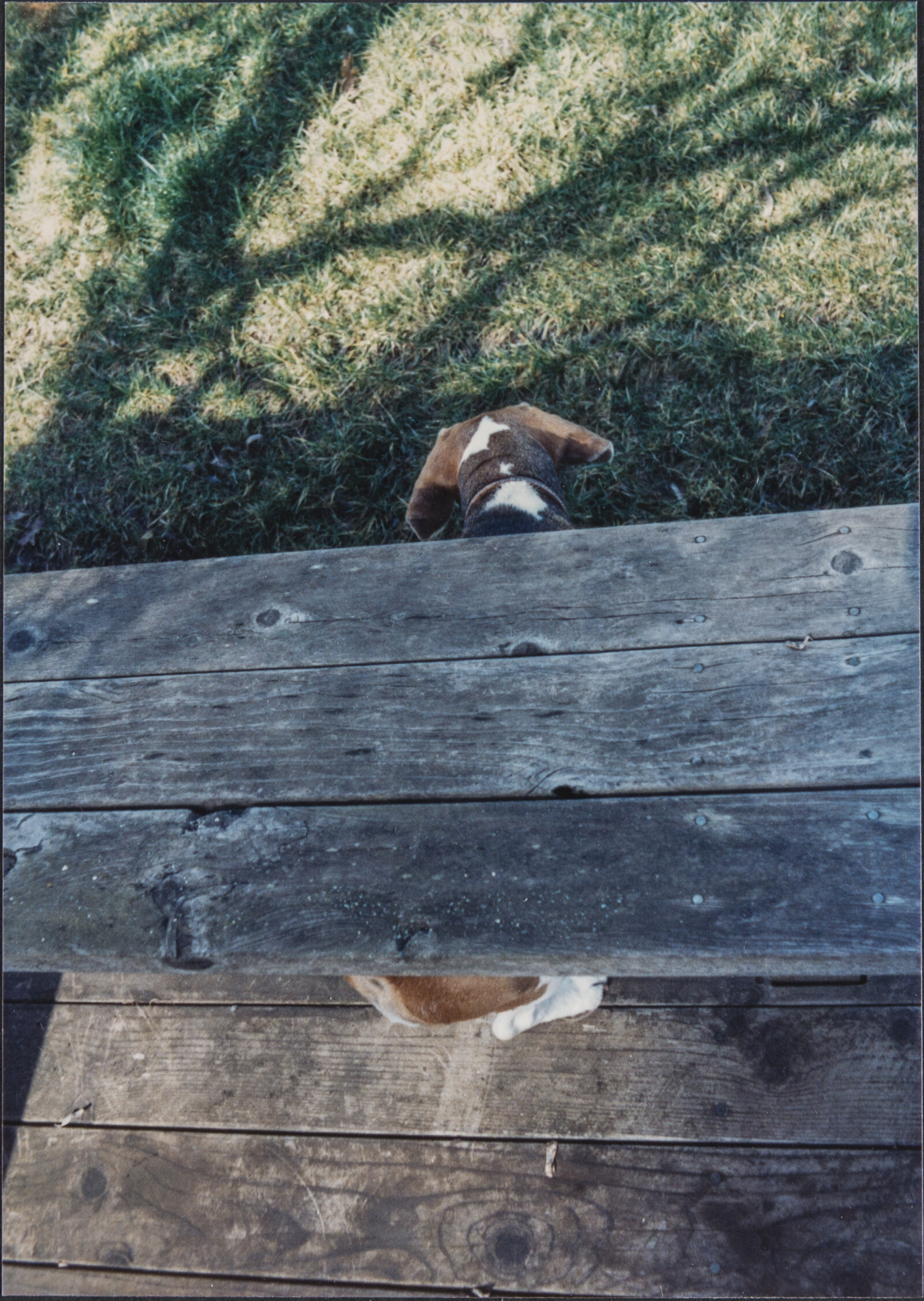 Diebenkorn Dog Photographs