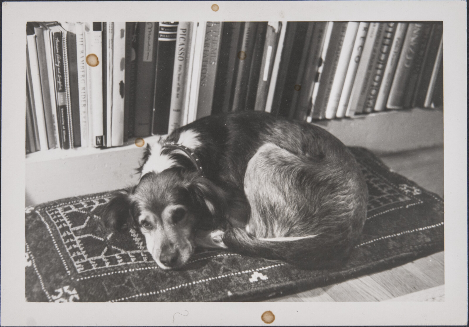 Diebenkorn Dog Photographs