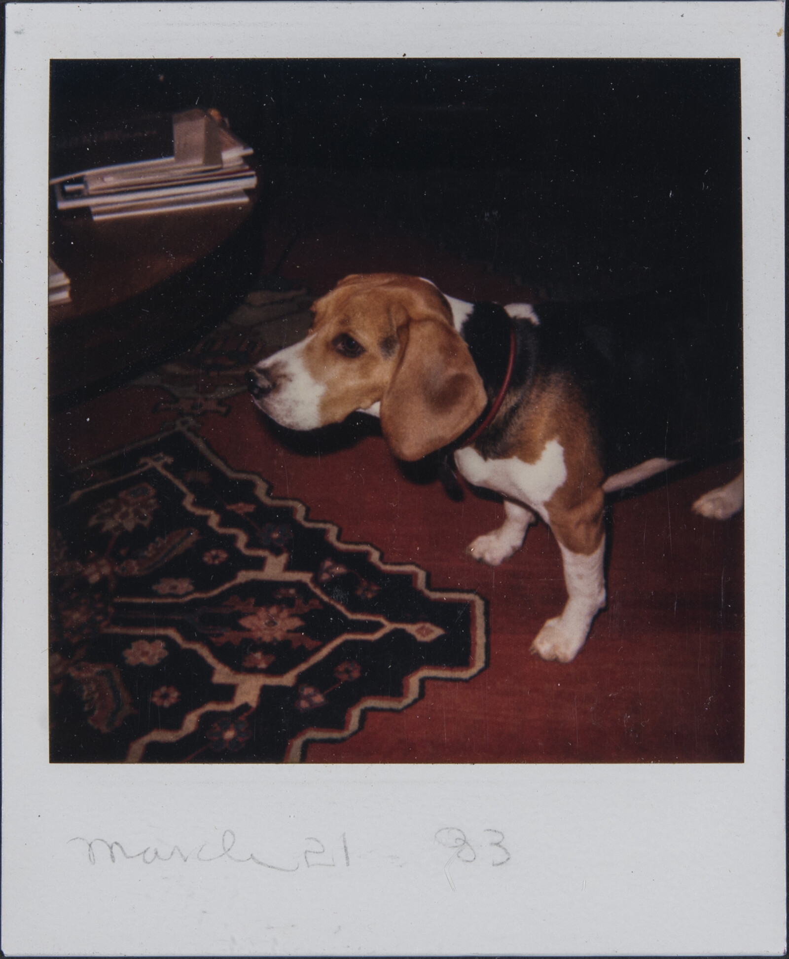 Diebenkorn Dog Photographs