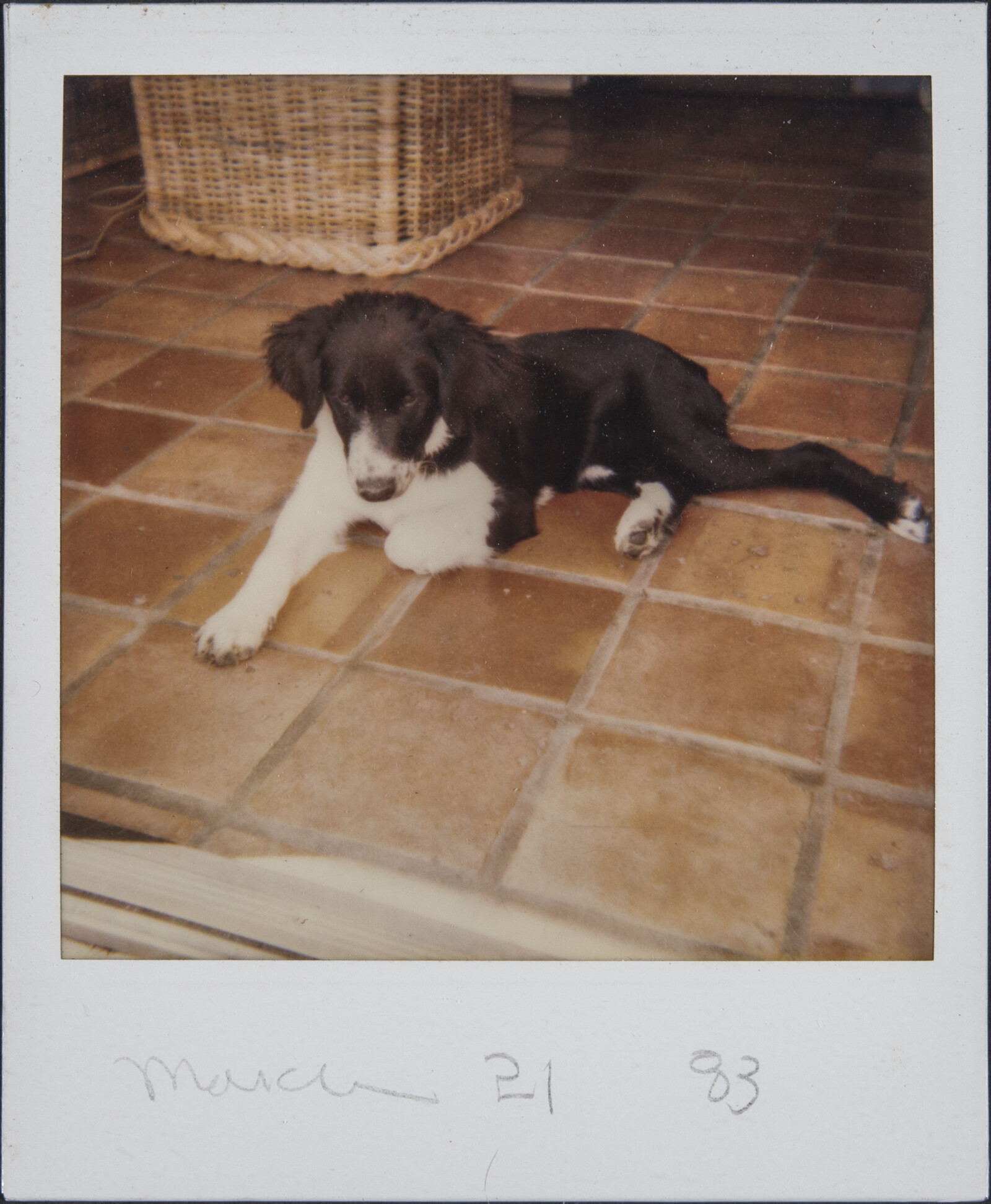 Diebenkorn Dog Photographs