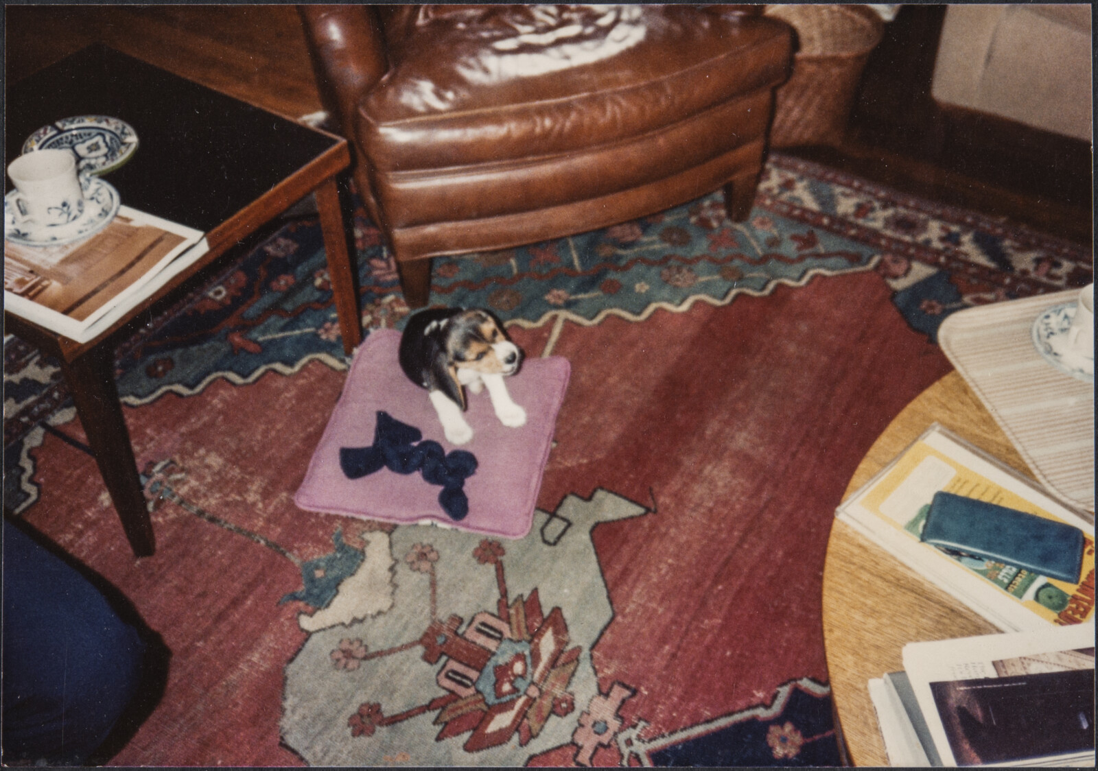 Diebenkorn Dog Photographs