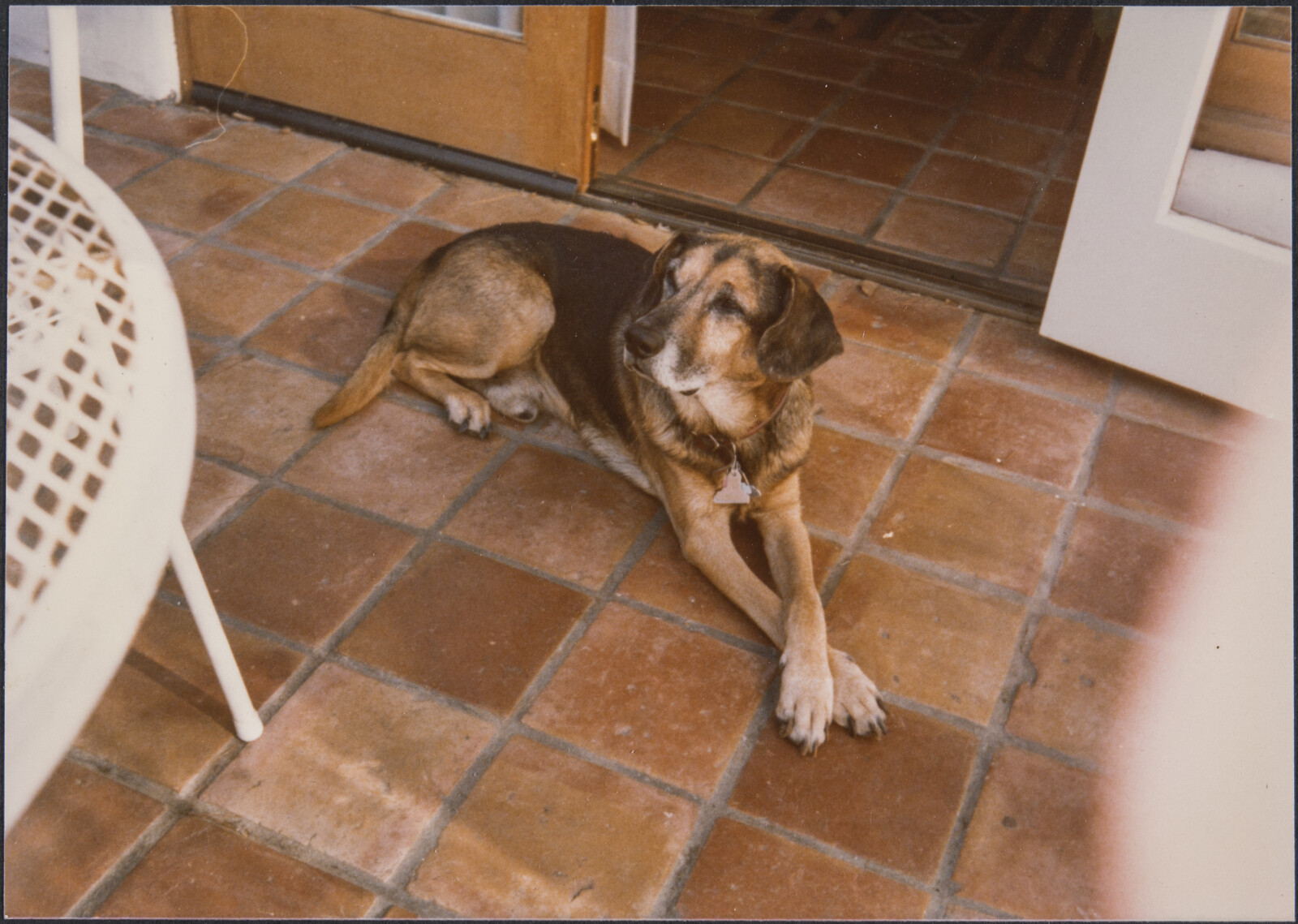 Diebenkorn Dog Photographs