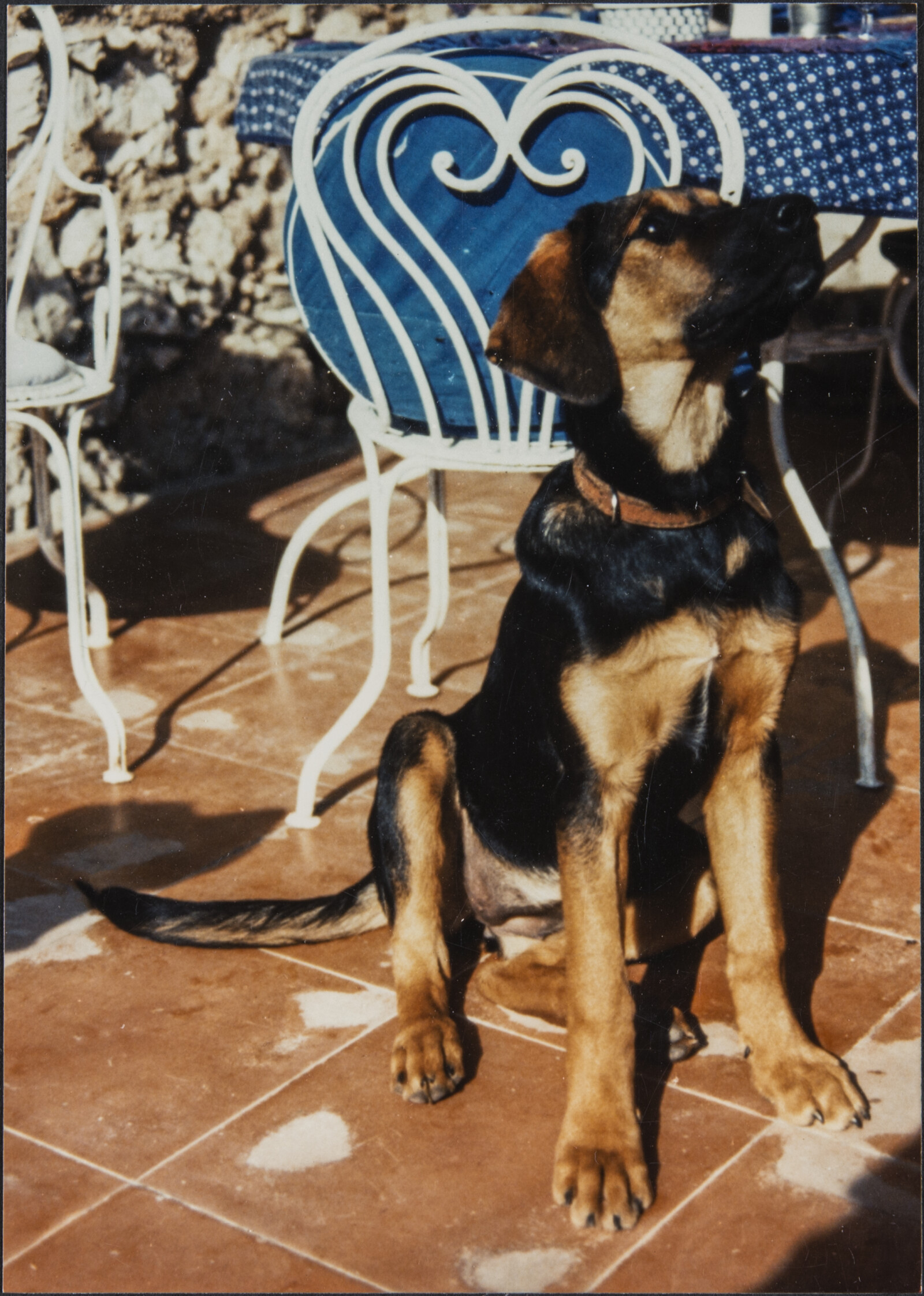 Diebenkorn Dog Photographs