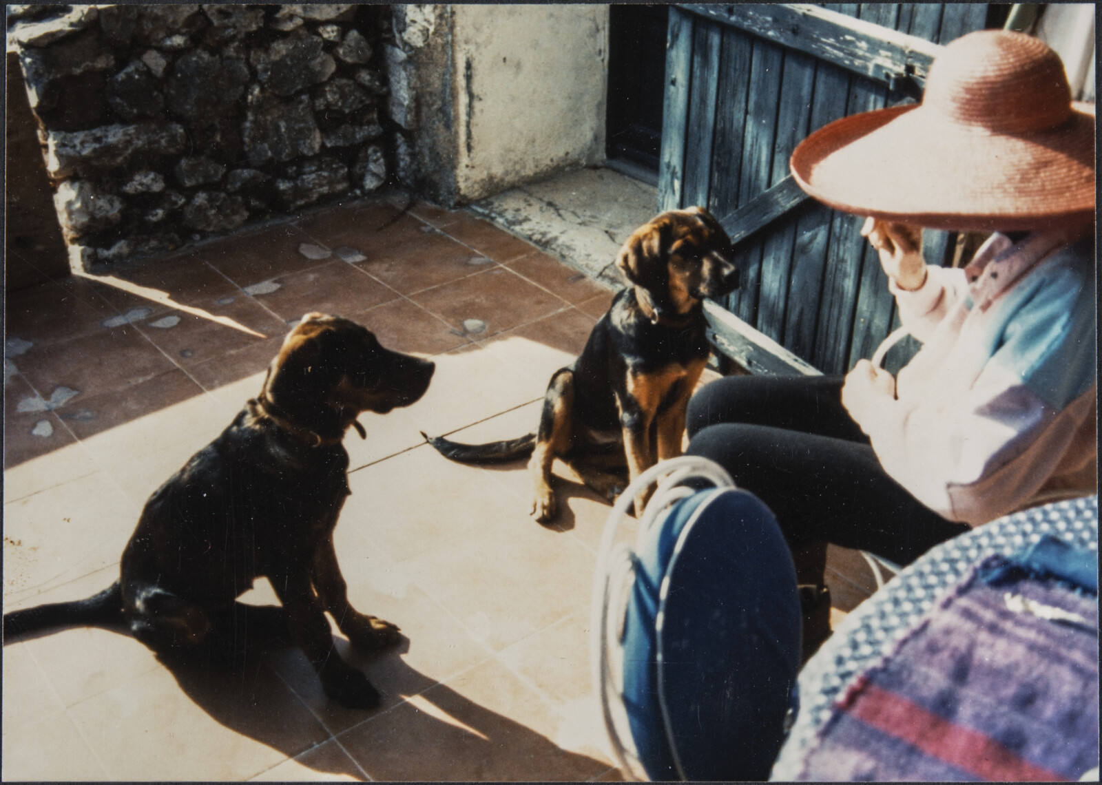 Diebenkorn Dog Photographs
