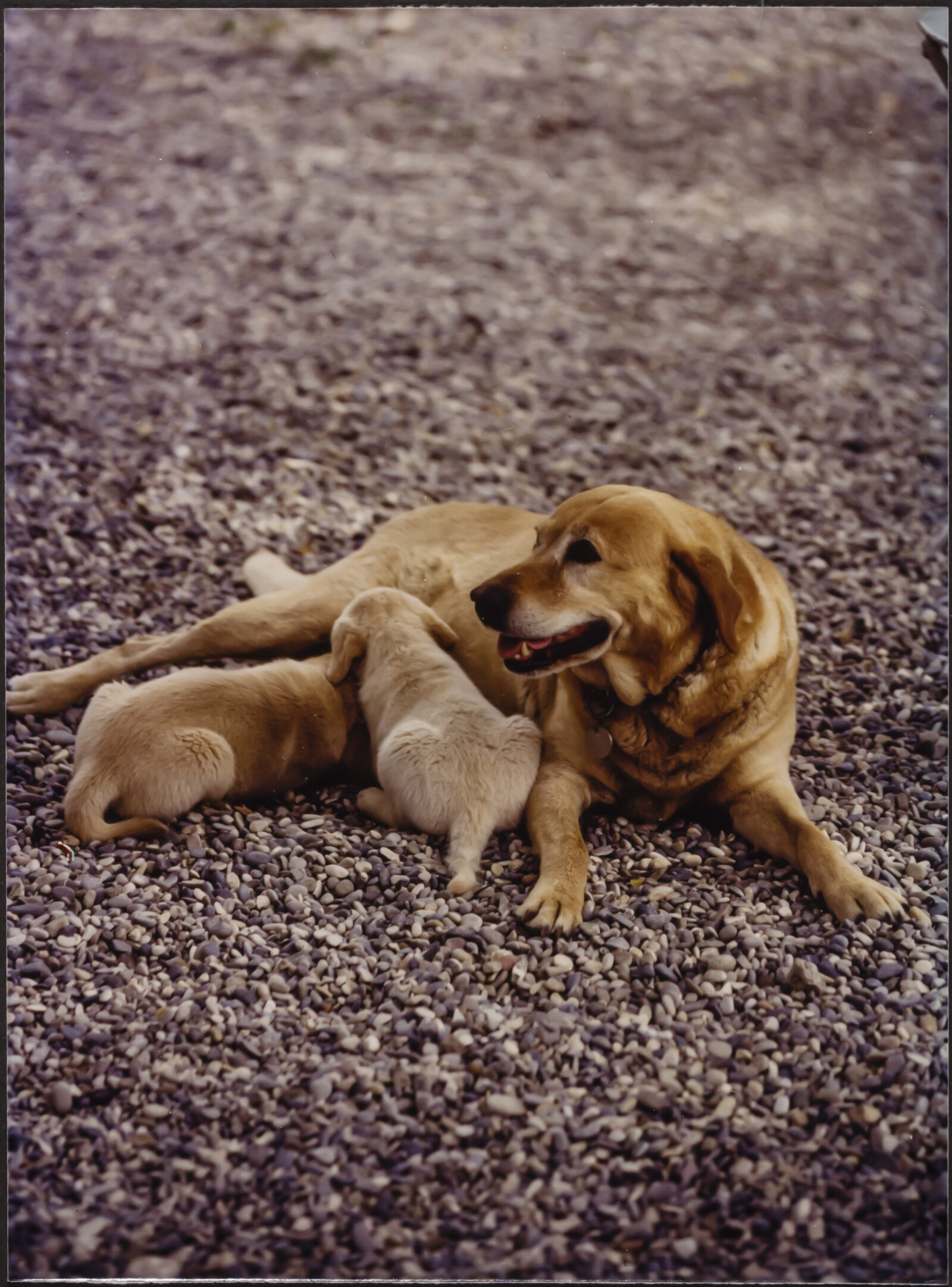 Bill and Roselle DAVENPORT (3 of 7), 1980-1982