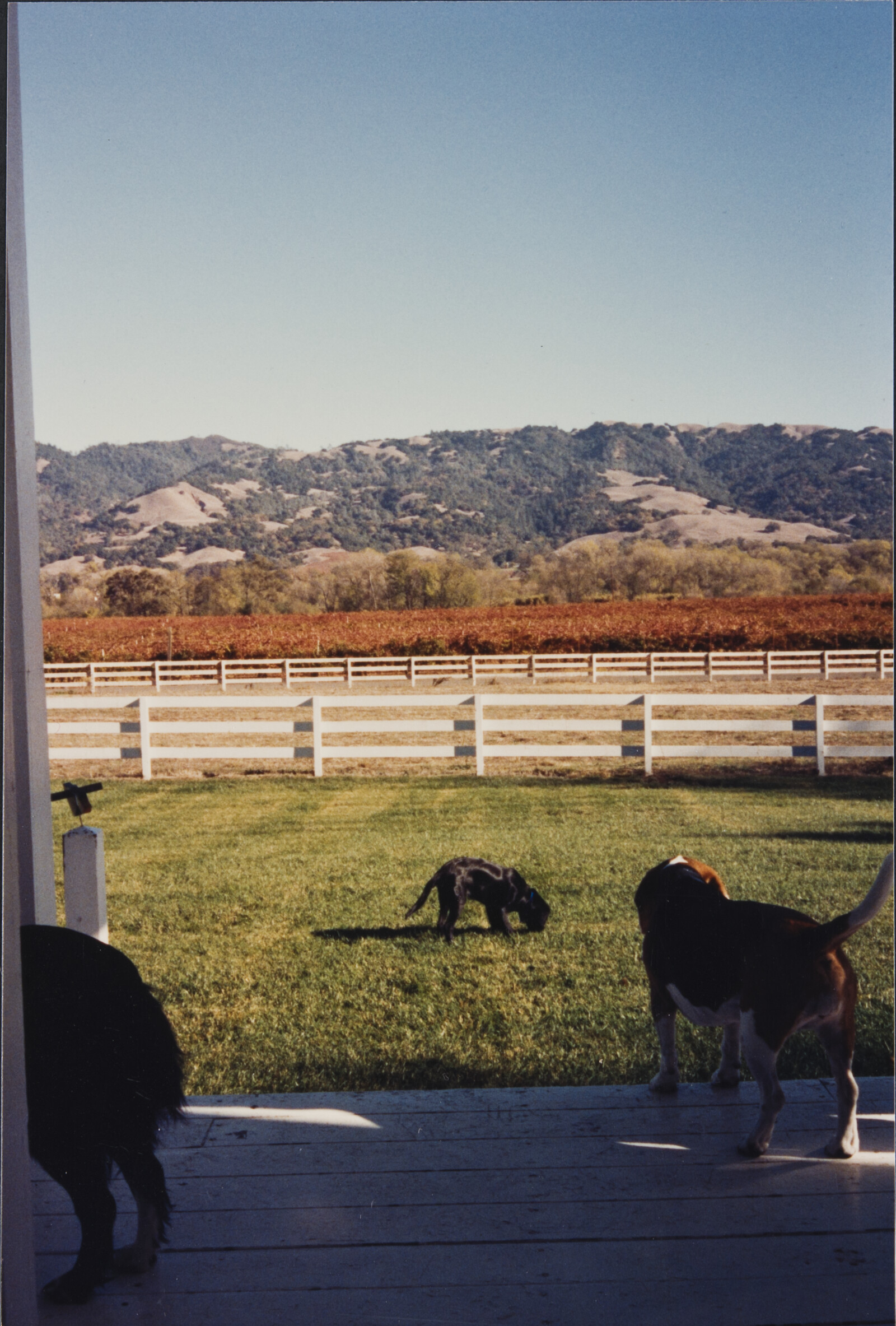 Healdsburg Family Photographs