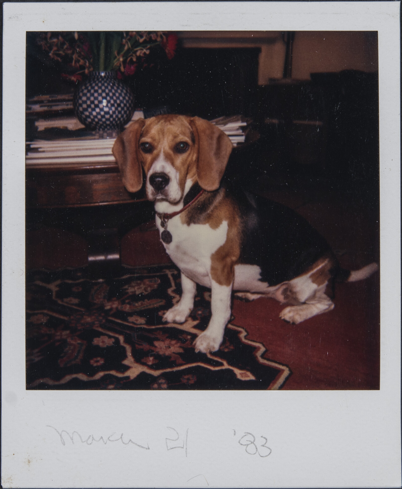 Diebenkorn Dog Photographs