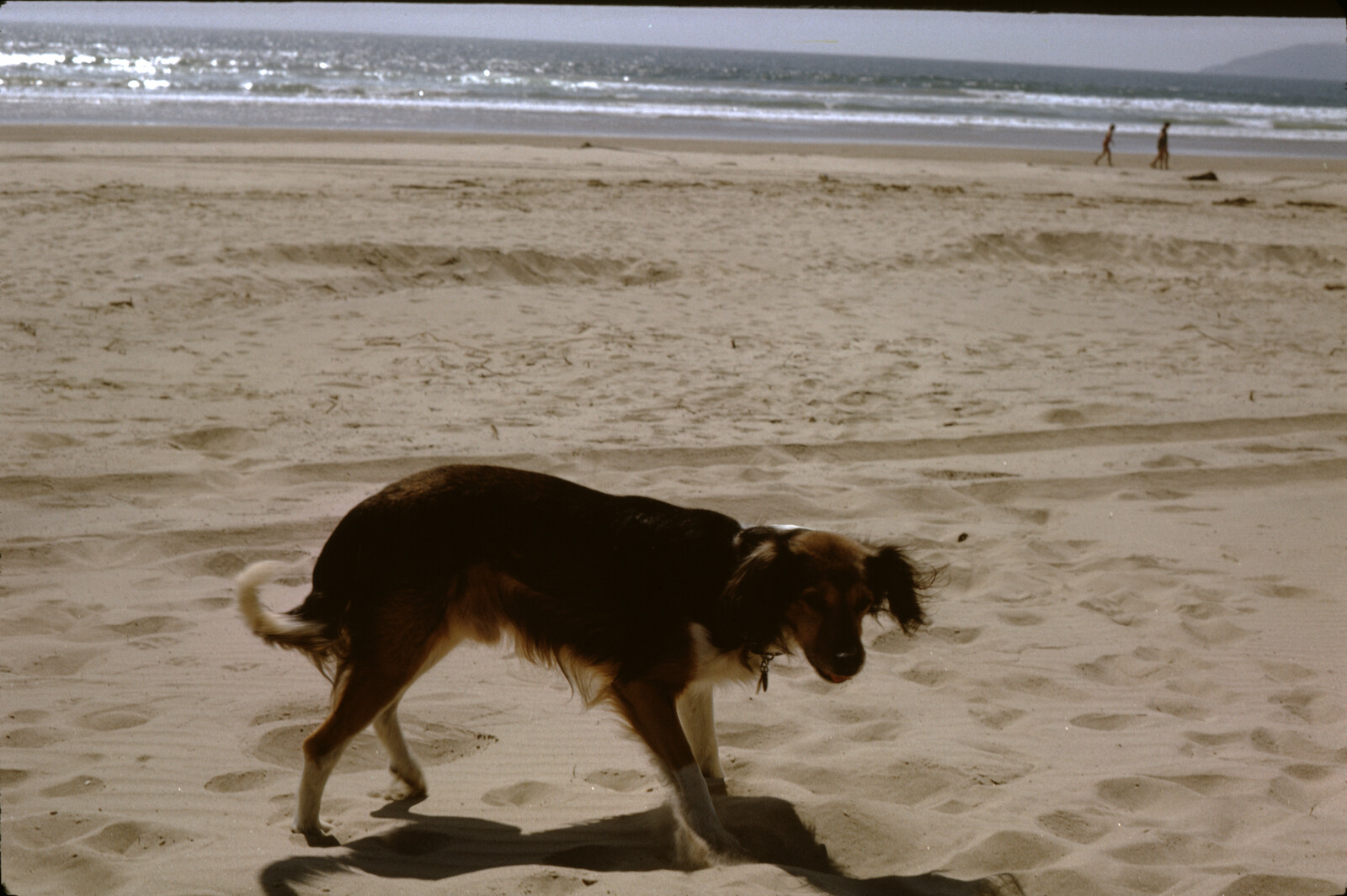 Travel Photograph from La Jolla