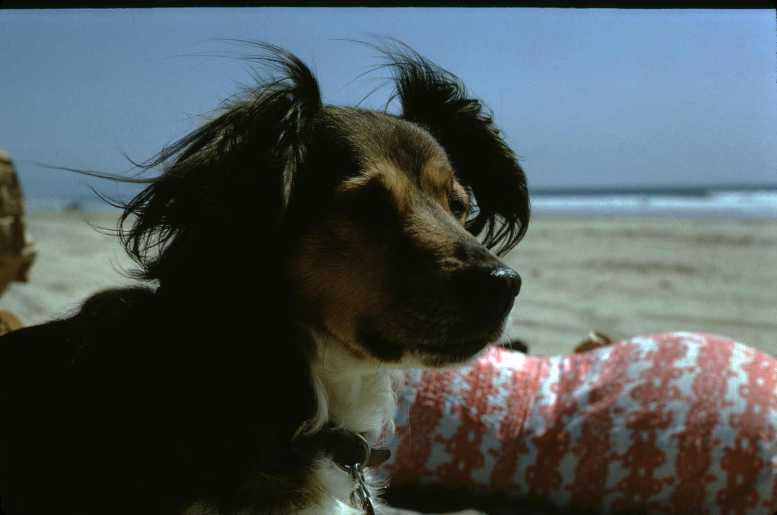 Travel Photograph from La Jolla