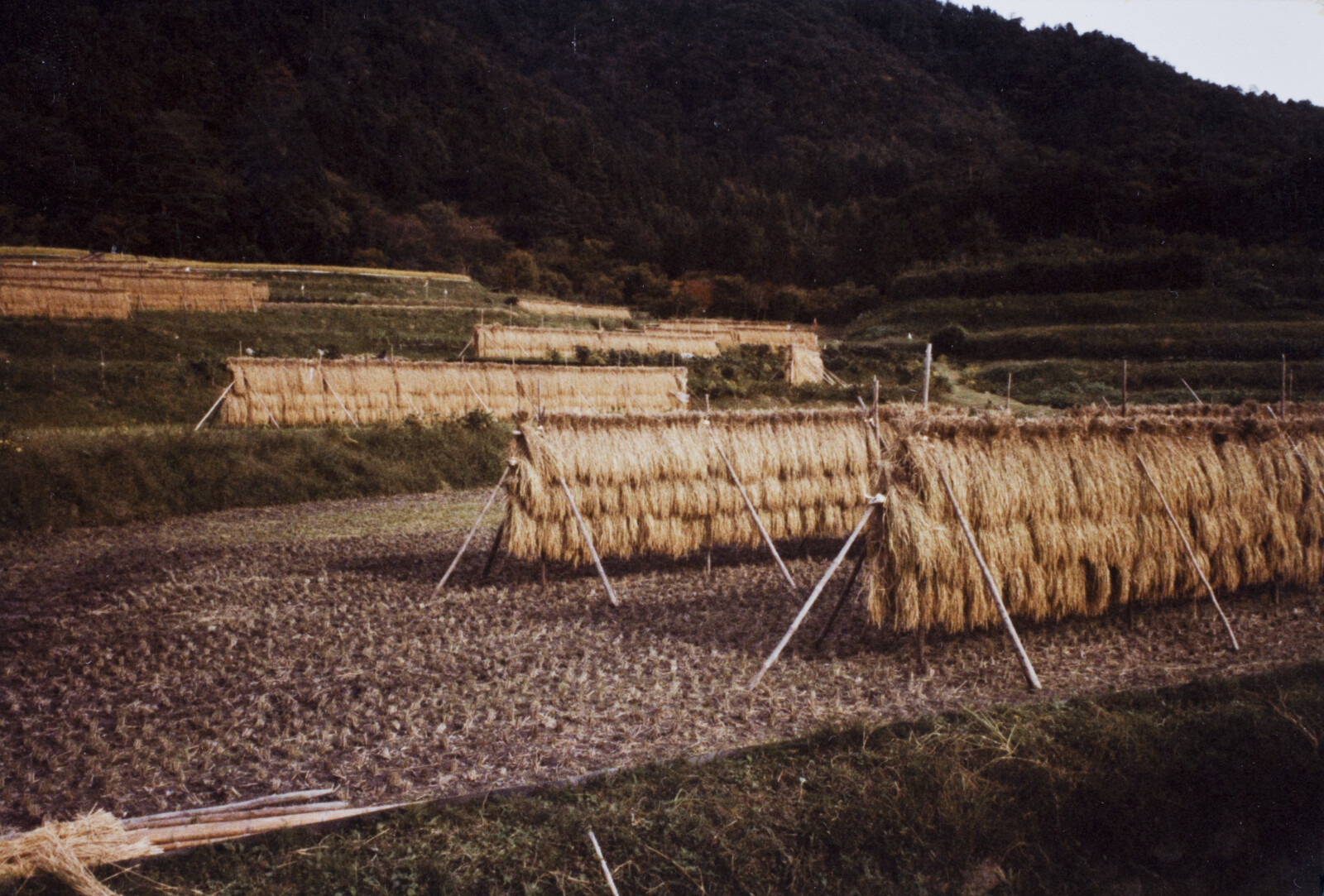 Travel Photographs from Japan