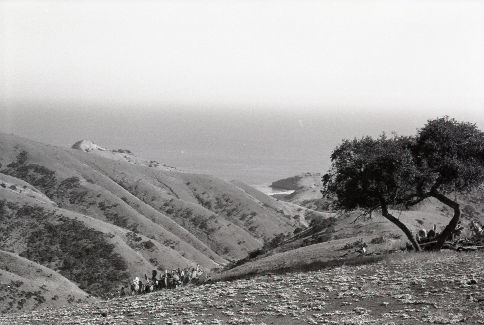 Negatives from San Francisco, 1963