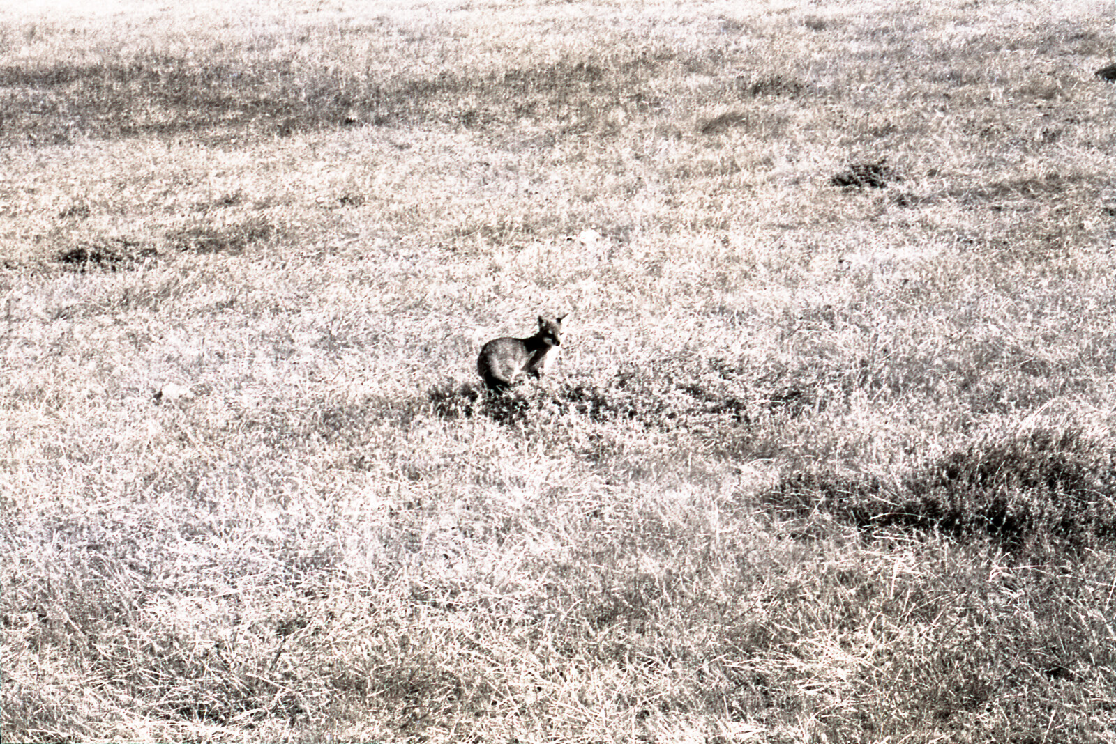 Negatives from San Francisco, 1963