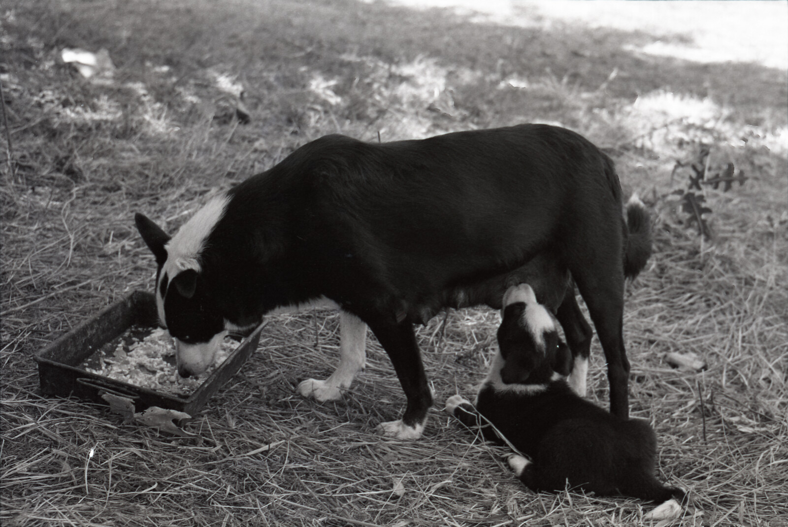 Negatives from San Francisco, 1963